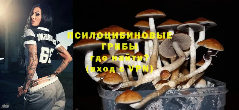 Галлюциногенные грибы Psilocybe  где продают   Вилюйск 